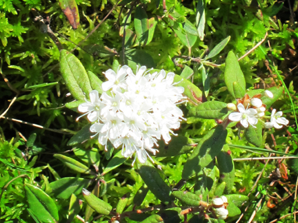 Adirondack Wildflowers:  Labrador Tea in bloom on Barnum Bog at the Paul Smiths VIC (3 June 2011)